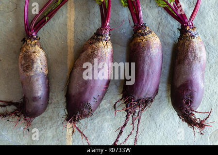 Rote Bete Alto, lange Wurzeln rote Bete auf grauem Schiefer Hintergrund. Stockfoto