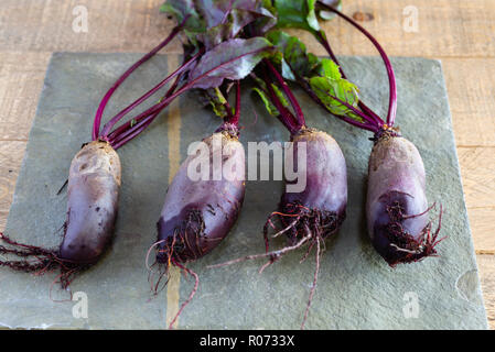 Rote Bete Alto, lange Wurzeln rote Bete auf grauem Schiefer Hintergrund. Stockfoto