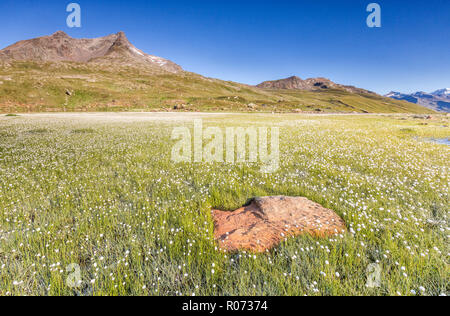 Felder aus Baumwolle Gras im Frühling blühen, Gavia Pass, Valfurva, Valtellina, Provinz Sondrio, Lombardei, Italien Stockfoto