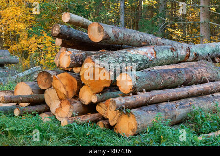 Protokolle übereinander gestapelt, Abholzung, Entwaldung, gefällte Baumstämme Stockfoto