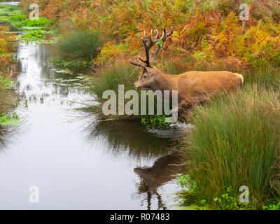 Red Deer Stag wandern in Wasser Stockfoto