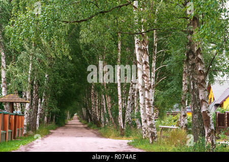 Birke Gasse, Weiß-trunked birch Grove, Birken an den Straßenrändern Stockfoto