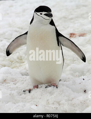 Nahaufnahme Porträt einer Zügelpinguin, flossen ausgestreckt, in der Antarktischen Halbinsel Stockfoto