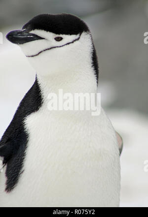 Porträt einer zügelpinguin in der Antarktischen Halbinsel Stockfoto