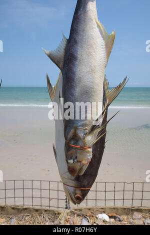 In der Nähe von frisch gefangene Fische gefesselt und aufgehängt zum trocknen Stockfoto