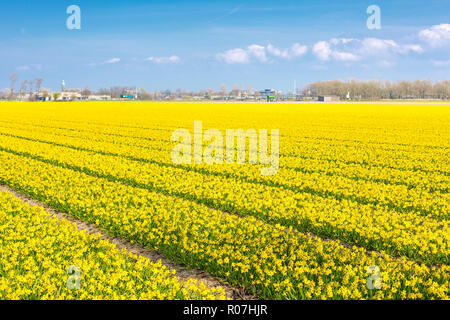 Feld mit Reihen von gelbe Narzisse Blumen blühen im Frühling, Kirche, blauer Himmel in Holland Stadt Lisse, Niederlande Stockfoto