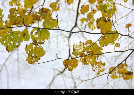 Zweige mit gelben getrocknet und verfallende Blätter im Herbst Stockfoto