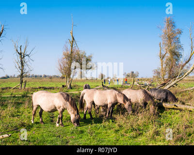 Grasende Herde von konik Pferde und Menschen zu Fuß im Naturschutzgebiet Oostvaardersplassen, Flevoland, Niederlande Stockfoto