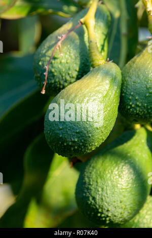 Saisonale Ernte von grünem orgaic Avocado, tropischem Grün Avocados die RIP-Verarbeitung auf großen Baum in der Nähe, Stockfoto