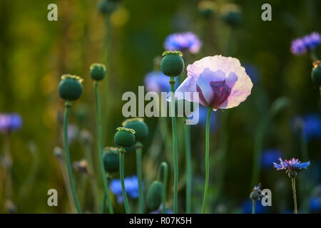 Ansicht von einem violetten Mohnblume und Mohn Kästen auf der grünen Wiese. Poppy ist krautige Pflanze mit auffälligen Blüten, Milchsaft und Runden Stockfoto