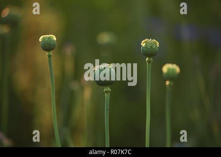 Vier Mohn Kästen auf der grünen Wiese. Poppy ist krautige Pflanze mit auffälligen Blüten, Milchsaft und abgerundete Samenkapseln. Stockfoto