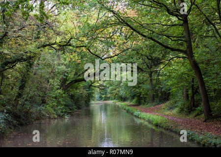 Der Oxford Canal (Norden) an allen Eichen Holz in der Nähe von Brinklow, Warwickshire, England, UK: überhängende Bäume im Frühherbst (WOP) Stockfoto