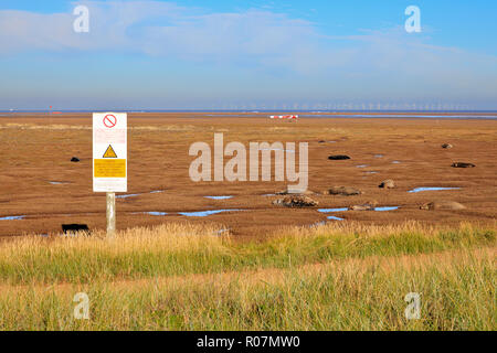 Graue Dichtungen am Strand von Donna Nook während der Geburt Jahreszeit auf der Küste von Lincolnshire UK Stockfoto