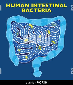 Darm Bakterien und Viren. Vorhandensein von Formen und Organismen, menschliche Mikrobiota. Symbionic Mikroorganismen, die mit dem menschlichen Organismus. Darm Stock Vektor