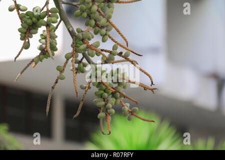 Raja Lippenstift Palm (Siegellack, Lippenstift, Raja, Maharadscha) Zierpflanzen im Garten. Wählen Sie Fokus mit geringer Tiefenschärfe. Stockfoto