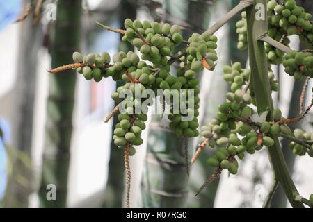 Raja Lippenstift Palm (Siegellack, Lippenstift, Raja, Maharadscha) Zierpflanzen im Garten. Wählen Sie Fokus mit geringer Tiefenschärfe. Stockfoto