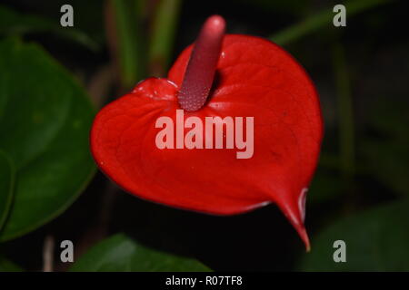 Einzelne rote Anthurie Blume Nahaufnahme Stockfoto