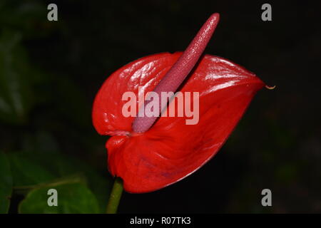 Einzelne rote Anthurie Blume Nahaufnahme Stockfoto