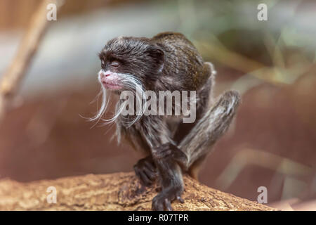 Detailansicht eines niedlichen und ausdrucksstarke Kaiser Tamarin, Saguinus Imperator, in Portugal Stockfoto