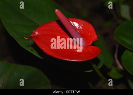 Einzelne rote Anthurie Blume Nahaufnahme Stockfoto