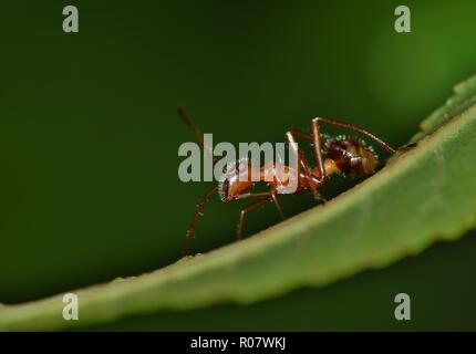 Ein Stier ant auf der Rückseite eines Blattes auf der Suche nach Nahrung. Foto in Houston, TX. Stockfoto