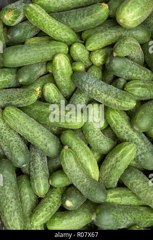 Fragment aus einem Haufen von frischen grünen Gurken appetitlich Stockfoto