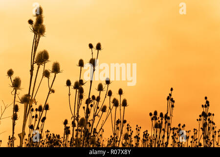 Ein Feld von getrockneten Karde Blumen gegen funereal Himmel. Sepia Stockfoto
