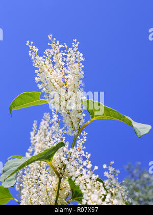 Blütenstände der japanische Knöterich (Fallopia japonica) mit kleinen weißen Blüten im Herbst Stockfoto