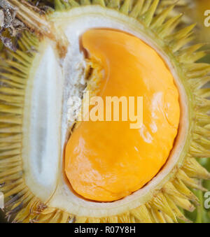 Geschälte orange durian Durian Dalit Kuning genannt, die in den Dschungel von Borneo. Stockfoto