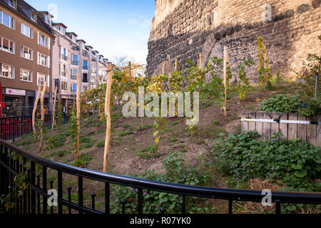 Grapevine am historischen Stadttor Severinstorburg am Chlodwig Platz im südlichen Teil der Stadt, Köln, Deutschland. Weinreben an der Severins Stockfoto