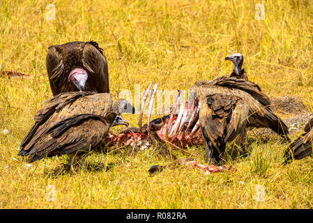 Kulturen in Tierkörper wildpark Masai Mara in Kenia Stockfoto