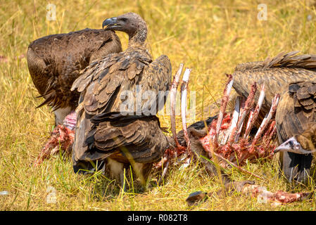 Kulturen in Tierkörper wildpark Masai Mara in Kenia Stockfoto