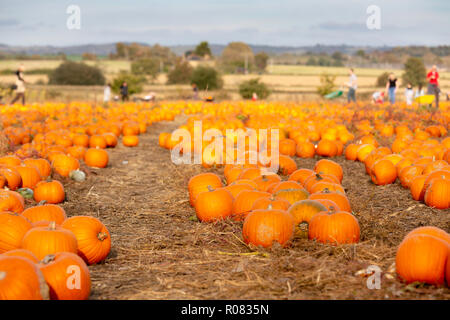 Eine Abholung Ihrer eigenen Kürbis Feld an Sevington, Ashford, Kent, Großbritannien. Stockfoto