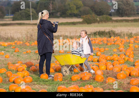 Eine Abholung Ihrer eigenen Kürbis Feld an Sevington, Ashford, Kent, Großbritannien. Stockfoto