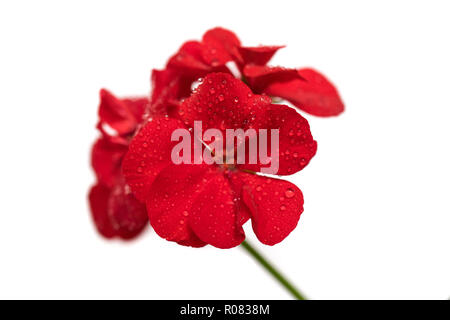 Red Geranien Blumen auf weißem Hintergrund isoliert Stockfoto