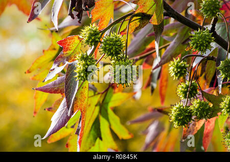 Nahaufnahme der Laub eines sweet Gum Tree (Liquidambar styraciflua) im Herbst mit sternförmigen Blätter und die stacheligen Früchte vor dem Hintergrund von LIGH Stockfoto