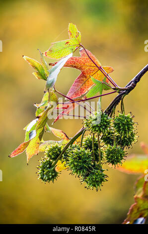 Nahaufnahme von einem Zweig des Sweet Gum Tree (Liquidambar styraciflua) im Herbst, mit einem Dutzend grüne spiky groovy Früchte und bunte Blätter wieder Stockfoto