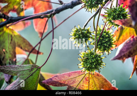 Nahaufnahme der Grünen stacheligen kugelförmigen Früchte eines sweet Gum Tree durch mehrere bunte Sterne umgeben - geformte Blätter Stockfoto