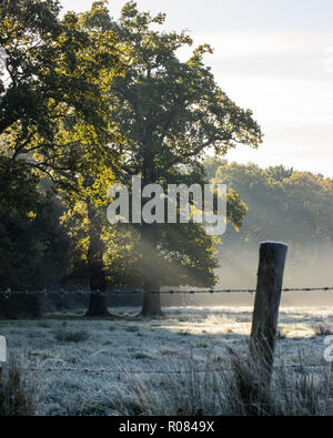 Sonne scheint durch Baum auf Gefrostete Wiese im Winter Stockfoto