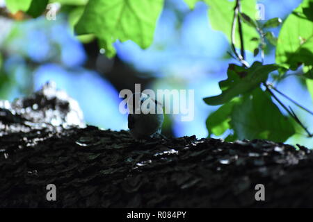 White-Breasted Kleiber, Sitta carolinensis, adorable Festhalten an einem Baumstamm Während freuen uns mit seinen Kopf schief zur Seite Stockfoto