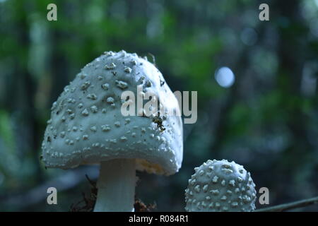 Weiße Pilze auf dem Waldboden in den Blue Ridge Mountains gefunden Stockfoto