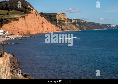 Eine Möwe fliegt über das Meer und die roten Sandsteinfelsen in Honiton, Devon, Großbritannien Stockfoto