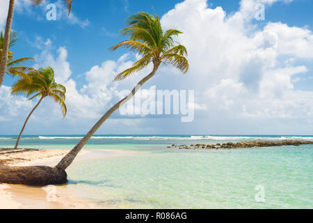 Blauer Himmel, Kokosnüsse, Bäume, türkisfarbenes Wasser und goldenen Sandes, Caravelle Beach, Saint Anne, Guadeloupe, French West Indies. Stockfoto