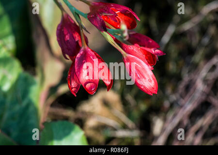 Regen fällt auf die Blütenblätter einer Ajor crimson Flagge Lily' (Hesperantha coccinea 'Major') Stockfoto