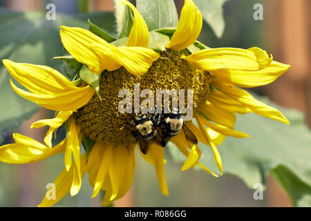 Nahaufnahme von einem großen gelben Sonnenblumen in einer gemeinschaftlichen Garten mit zwei Tischler Bienen Pollen sammeln, grüne Blätter im Hintergrund sichtbar wachsende Stockfoto