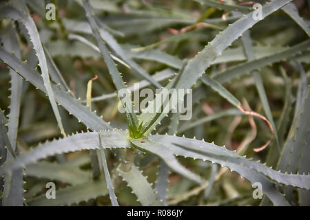 Detail von einigen Teilen der Aloe Pflanze: exotische Pflanze, die für die Betreuung und das Wohlergehen der Menschen. Stockfoto