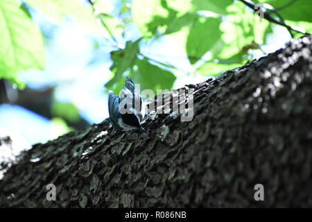 White-Breasted Kleiber, Sitta carolinensis, verstecken einen Samen in der Rinde von einer Kiefer oben als die Sonne scheint auf grüne Blätter im Wald Stockfoto