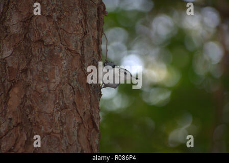 White-Breasted Kleiber, Sitta carolinensis, klammerte sich an einer Kiefer im Wald mit seinen Kopf schräg Stockfoto