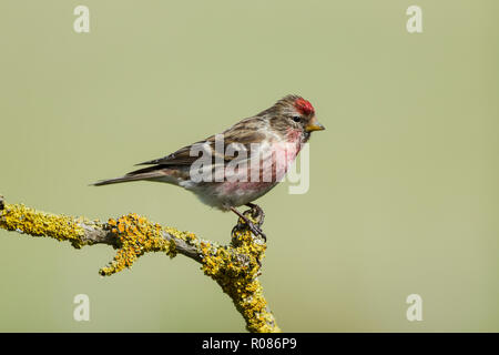 Common redpoll, lateinischer Name Carduelis flammea, thront auf einem Flechten bedeckt Zweig, gegen einen hellgrünen backgournd eingestellt Stockfoto