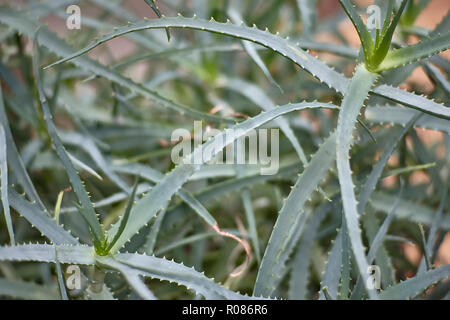 Detail von einigen Teilen der Aloe Pflanze: exotische Pflanze, die für die Betreuung und das Wohlergehen der Menschen. Stockfoto